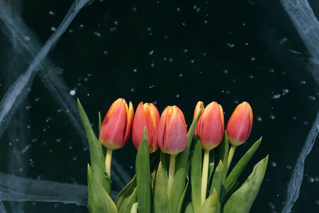Beautiful tulips on pure ice. One of the cleanest and most beautiful lakes in the world - Lake Baikal. Flowers lie on the fresh ice.の写真素材