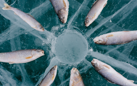 Winter fishing on Lake Baikal. The deepest freshwater lake on the planet. Fish body was retouched.の写真素材