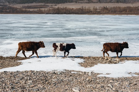 Wild cows in the winter in the mountains.の写真素材