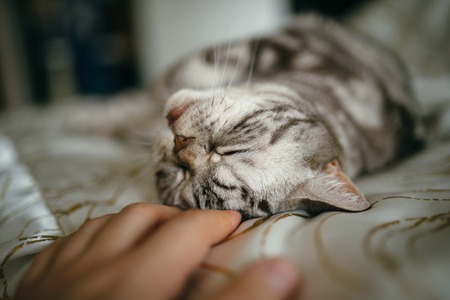 British cat on the bed.の写真素材