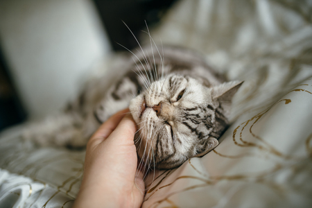 British cat on the bed.の写真素材