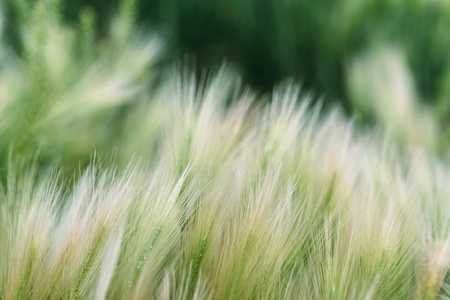 Spring or summer background with green grassの写真素材