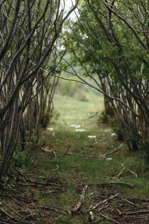 Natural tunnel in forest.の写真素材