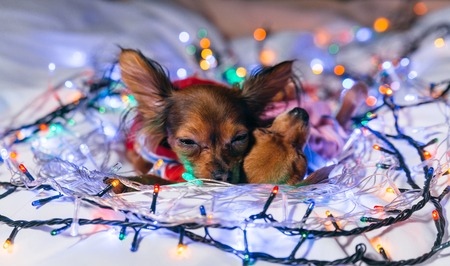 Two Toy Terrier is a yellow New Years dog. Two dogs lie ridiculously and fall asleep. They are surrounded by garlands and are dressed in childrens sliders.の写真素材