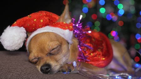 The Toy Terrier is a yellow New Years dog. A funny dog in a Christmas cap lies and looks around.の写真素材