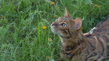 Bengal cat walks in the grass. He shows different emotions. The cat looks up with interest.