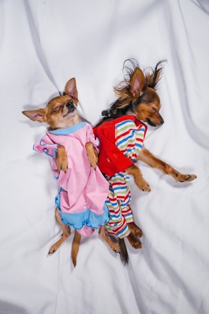 Newborn puppy sleeping. Adult dogs Toy Terrier in sliders. Shooting on white background. Dogs are very funny.の写真素材