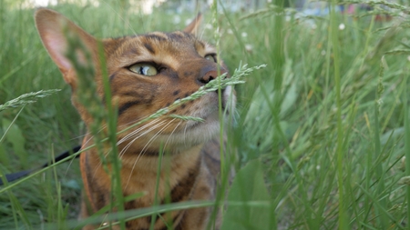 Bengal cat walks in the grass. He shows different emotions. The cat enjoys the fresh air. Breathes in new smells. He relaxes covering his eyes.の写真素材