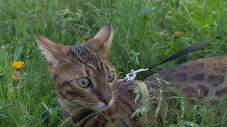Bengal cat walks in the grass. He shows different emotions. The cat is in shock. His something is...