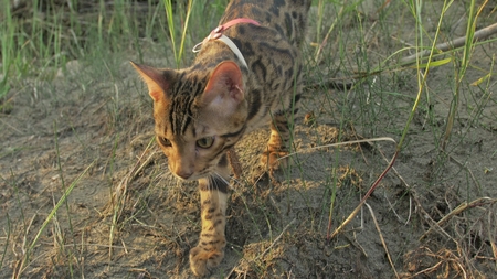 One cat bengal walks on the green grass. Bengal kitty learns to walk along the forest. Asian leopard cat tries to hide in the grass. Reed domesticated cat in nature. Domestic cat on beach near river.の写真素材