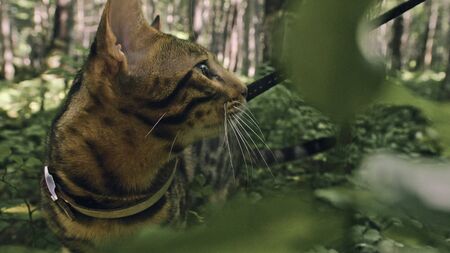 One cat in a city park. Bengal wildcat walk on the forest in collar. Asian Jungle Cat or Swamp or Reed. Domesticated leopard cat hiding, hunting and playing in grass. Domestic cat in outdoor nature.の写真素材