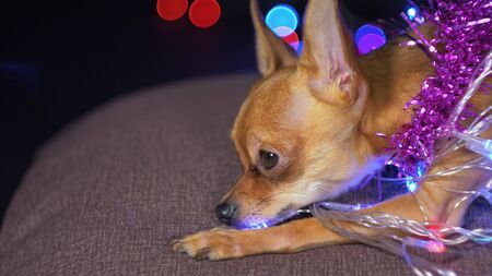 The Toy Terrier is a yellow New Year's dog. Funny dog lies on a pillow and looks around. Tinsel on her neck, around the garlands. Background of a fur-tree with shone by lights.の写真素材