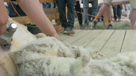 Men shearer shearing sheep at agricultural show in competition. The process by which wool fleece of...