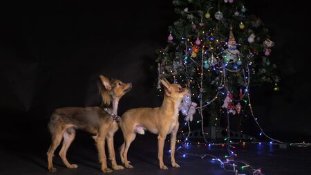 Two Toy Terrier is a yellow New Year's dog. Two dogs are very interested and curious. They are now given a delicious. They take turns standing on their feet.の写真素材