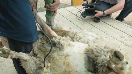 Men shearer shearing sheep at agricultural show in competition. The process by which wool fleece of a sheep is cut off. Electric professional sheep manual hair clipper sheep cutting shearing machine.の写真素材