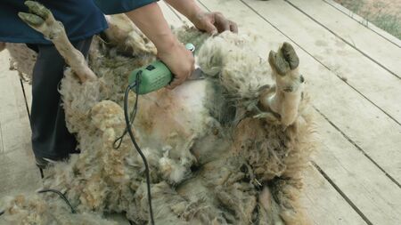 Men shearer shearing sheep at agricultural show in competition. The process by which wool fleece of a sheep is cut off. Electric professional sheep manual hair clipper sheep cutting shearing machine.の写真素材