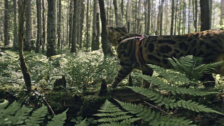 One cat in a city park. Bengal wildcat walk on the forest in collar. Asian Jungle Cat or Swamp or Reed. Domesticated leopard cat hiding, hunting and playing in grass. Domestic cat in outdoor nature.の写真素材
