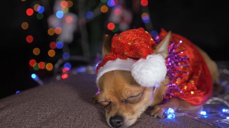 The Toy Terrier is a yellow New Years dog. A funny dog in a Christmas cap lies and looks around. He falls asleep and wakes up. A background of a fur-tree with shone by lights.の写真素材