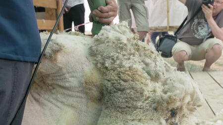 Men shearer shearing sheep at agricultural show in competition. The process by which wool fleece of a sheep is cut off. Electric professional sheep manual hair clipper sheep cutting shearing machine.の写真素材