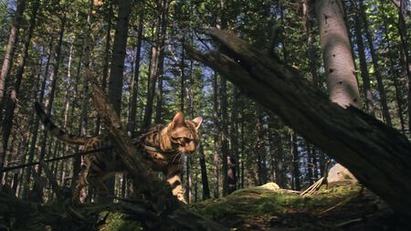 One cat in a city park. Bengal wildcat walk on the forest in collar. Asian Jungle Cat or Swamp or Reed. Domesticated leopard cat hiding, hunting and playing in grass. Domestic cat in outdoor nature.の写真素材