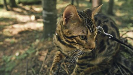 One cat in a city park. Bengal wildcat walk on the forest in collar. Asian Jungle Cat or Swamp or Reed. Domesticated leopard cat hiding, hunting and playing in grass. Domestic cat in outdoor nature.の写真素材