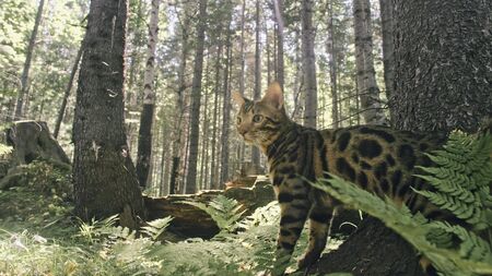 One cat in a city park. Bengal wildcat walk on the forest in collar. Asian Jungle Cat or Swamp or Reed. Domesticated leopard cat hiding, hunting and playing in grass. Domestic cat in outdoor nature.の写真素材
