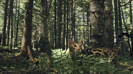 One cat in a city park. Bengal wildcat walk on the forest in collar. Asian Jungle Cat or Swamp or Reed. Domesticated leopard cat hiding, hunting and playing in grass. Domestic cat in outdoor nature.の写真素材