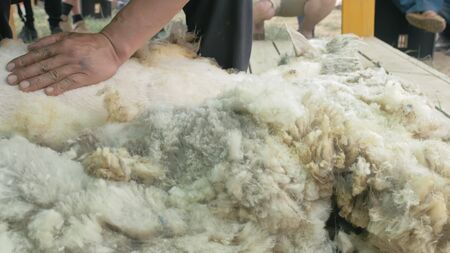 Men shearer shearing sheep at agricultural show in competition. The process by which wool fleece of a sheep is cut off. Electric professional sheep manual hair clipper sheep cutting shearing machine.の写真素材