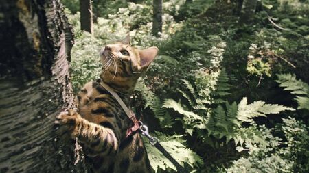 One cat in a city park. Bengal wildcat walk on the forest in collar. Asian Jungle Cat or Swamp or Reed. Domesticated leopard cat hiding, hunting and playing in grass. Domestic cat in outdoor nature.の写真素材