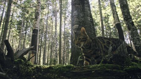 One cat in a city park. Bengal wildcat walk on the forest in collar. Asian Jungle Cat or Swamp or Reed. Domesticated leopard cat hiding, hunting and playing in grass. Domestic cat in outdoor nature.の写真素材