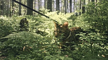 One cat in a city park. Bengal wildcat walk on the forest in collar. Asian Jungle Cat or Swamp or Reed. Domesticated leopard cat hiding, hunting and playing in grass. Domestic cat in outdoor nature.の写真素材