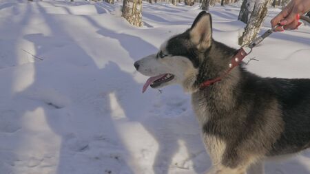 Woman and small child walking running in winter forest with of husky dog. Young mother with daughter...