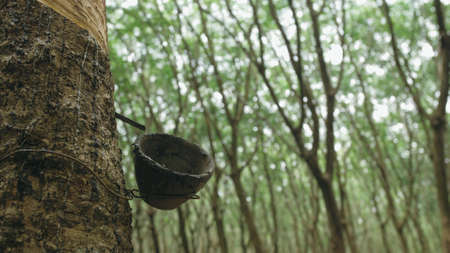 Small wooden bowl fastened to rubber tree trunk to gather latex milk in traditional way at plantation extreme close up.の写真素材