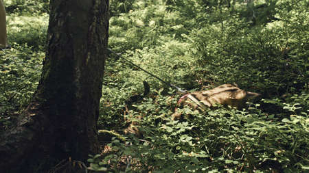 One cat in a city park. Bengal wildcat walk on the forest in collar. Asian Jungle Cat or Swamp or...