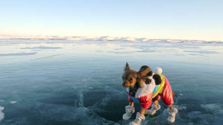 Toy Terrier in funny clothes and funny shoes plays with ball on beautiful ice in cracks. Mom and daughter in sports clothes and figure skates.の写真素材