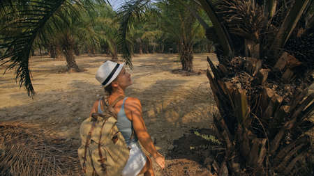 Woman tourist with plait walks looking around at growing young trees with lush leaves at oil palm farm elaeis guineensis on sunny day.の写真素材