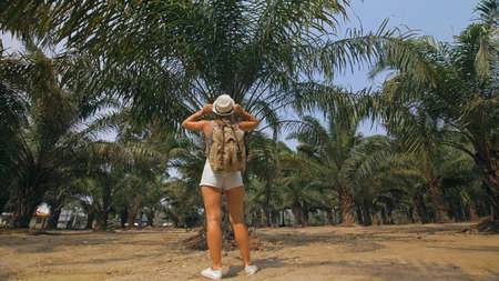 Woman tourist with plait walks looking around at growing young trees with lush leaves at oil palm farm elaeis guineensis on sunny day.の写真素材
