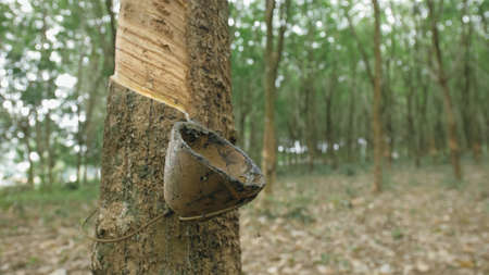 Small wooden bowl fastened to rubber tree trunk to gather latexの写真素材