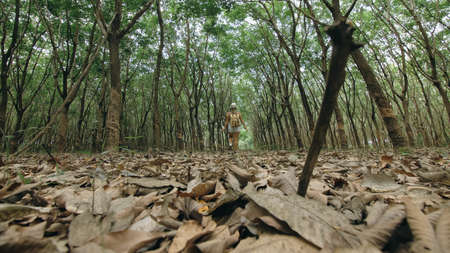 The traveler walks between trees plantation agriculture of asiaの写真素材