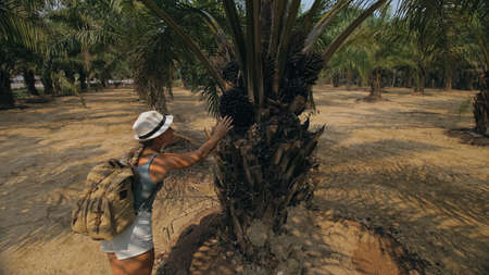 Woman tourist with plait walks looking around at growing young trees with lush leaves at oil palm...
