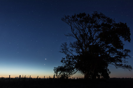 The night and the treeの写真素材