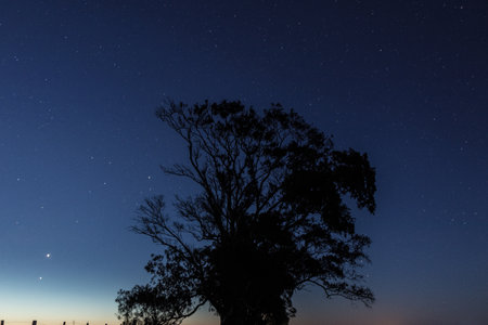 Tree on the roadの写真素材