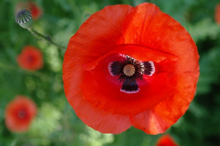 little poppyの写真素材