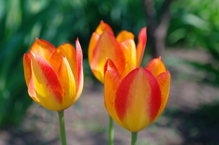 Orange tulips in sunlight closeup の写真素材