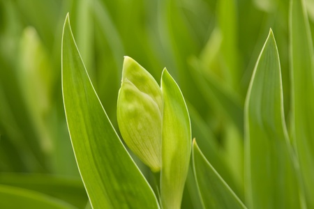 Green leaves and a bud iris close-upの写真素材