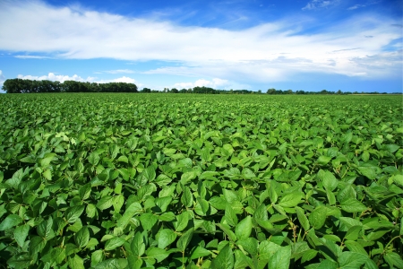 Rural landscape with fresh green soy field  Soybean fieldの写真素材