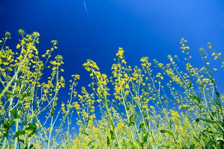 Flowering rapeseed