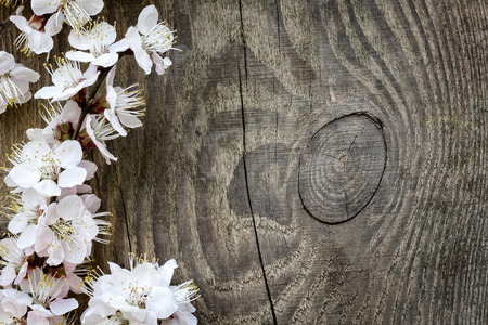 Spring flowers on woodの写真素材