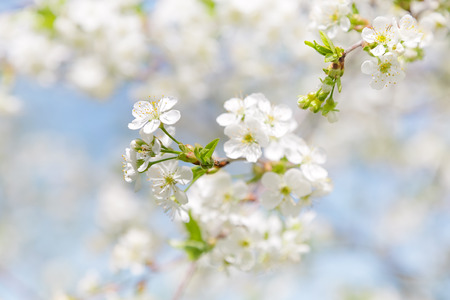 Spring flowersの写真素材