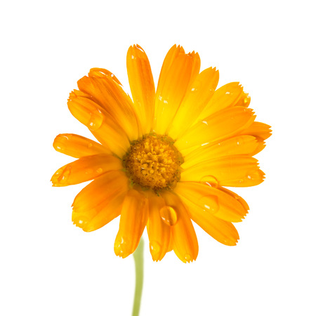 Calendula Marigold flowerの写真素材